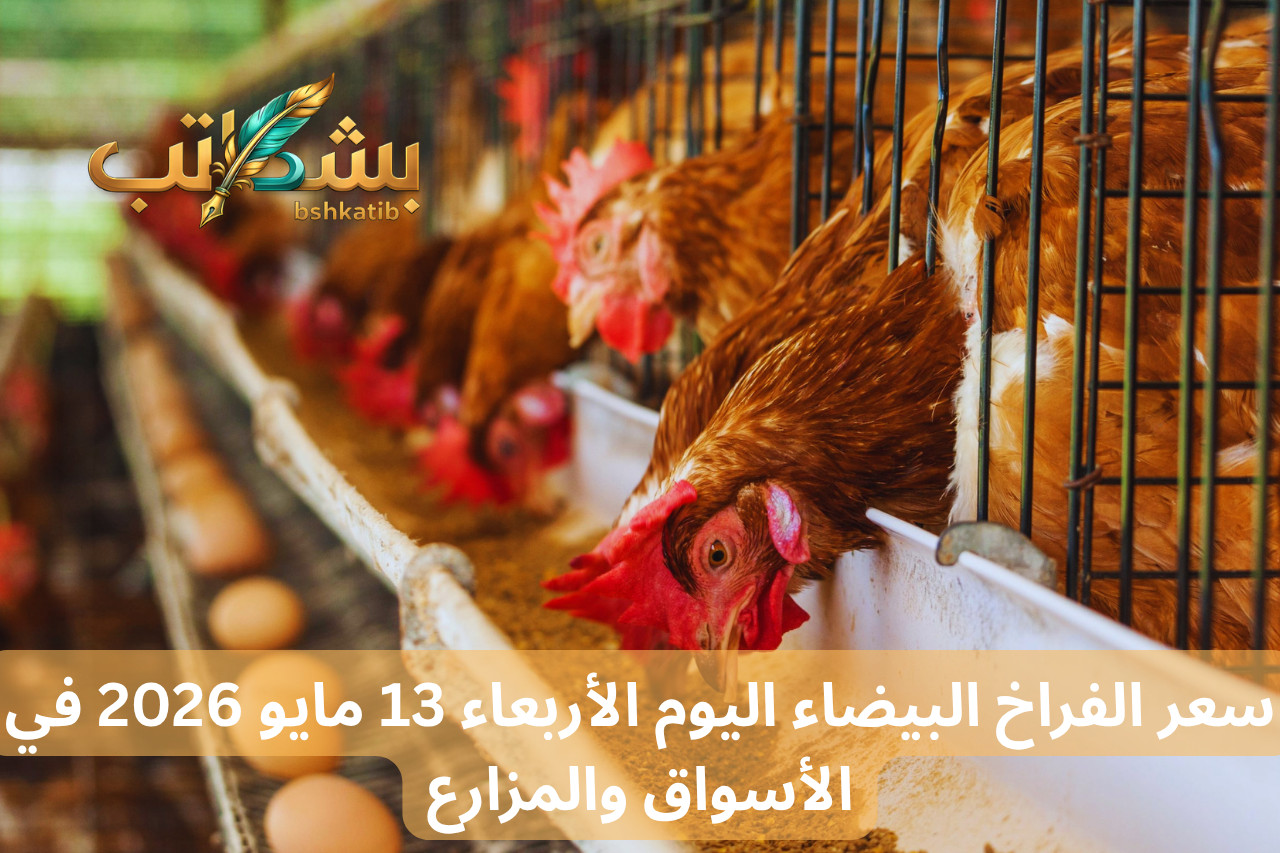 سعر الفراخ البيضاء اليوم- بورصة الدواجن- تراجع أسعار الفراخ- أسعار الدواجن الأربعاء- سعر كيلو الفراخ للمستهلك-